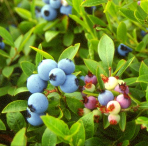 Dunure’s heritage and The Culzean Way